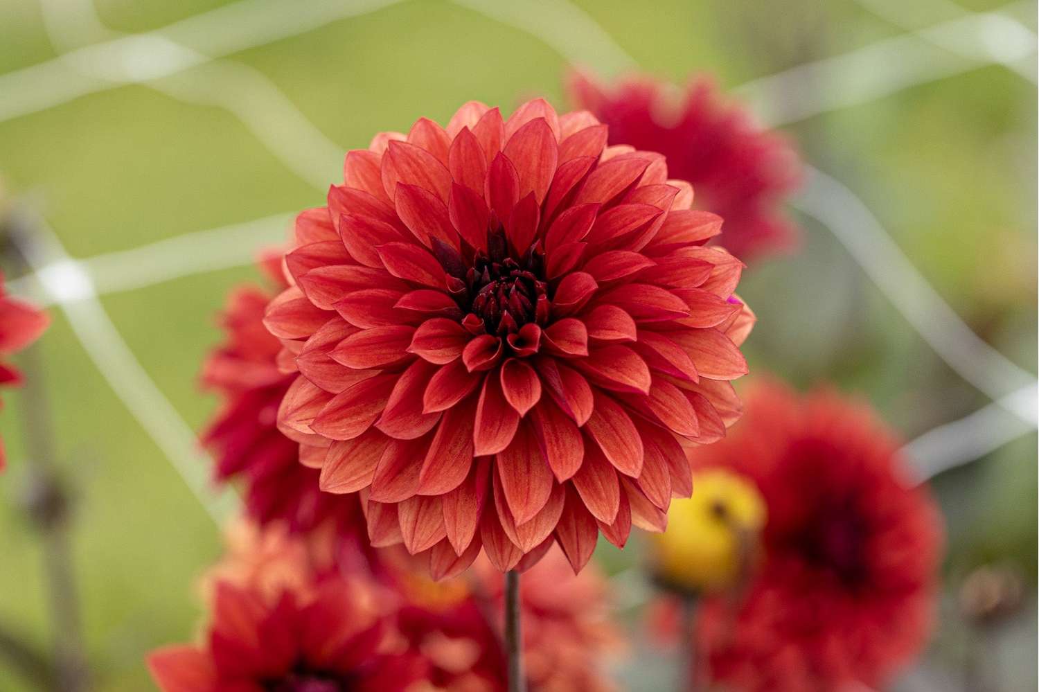 Dahlia 'Danique'